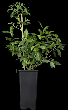 Vaccinium cor. 'Pink Lemonade' - P9 - image 1