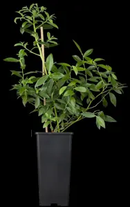 Vaccinium cor. 'Pink Lemonade' - P9 - image 1