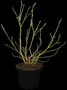 Vaccinium cor. 'Roxy Blue' - P9 - image 2