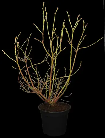 Vaccinium cor. 'Roxy Blue' - P9 - image 1