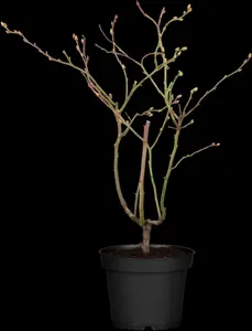 Vaccinium cor. 'Roxy Blue' - P9 - image 4