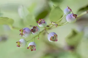 Vaccinium cor. 'Roxy Blue' - P9 - image 5