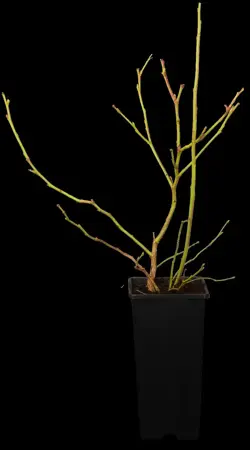 Vaccinium cor. 'Roxy Blue' - P9 - image 3