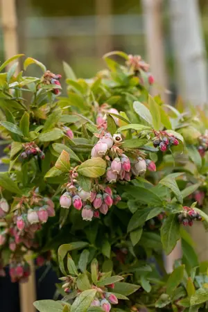 Vaccinium cor. 'Sunshine Blue' - 3 Ltr pot - image 4