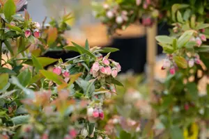 Vaccinium cor. 'Sunshine Blue' - 3 Ltr pot - image 2