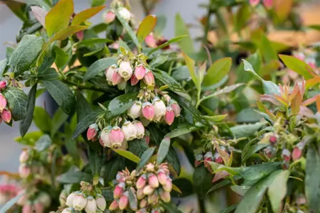 Vaccinium cor. 'Sunshine Blue' - 3 Ltr pot - image 3