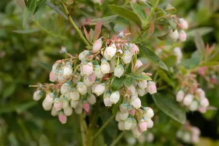 Vaccinium cor. 'Sunshine Blue' - 3 Ltr pot - image 5
