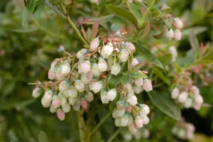Vaccinium cor. 'Sunshine Blue' - 3 Ltr pot - image 5