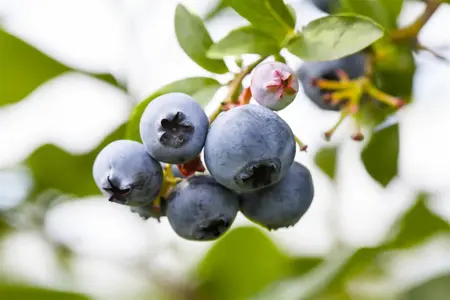 Vaccinium corymbosum 'Blue Suede'? - P9