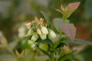 Vaccinium corymbosum 'Bonus' - P9 - image 2