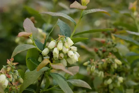 Vaccinium corymbosum 'Bonus' - P9 - image 3