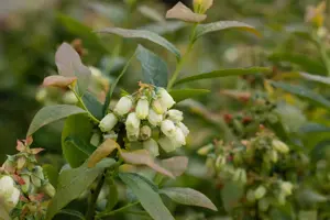 Vaccinium corymbosum 'Bonus' - P9 - image 3