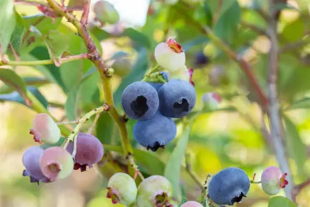 Vaccinium corymbosum 'Chandler' - P9 - image 5