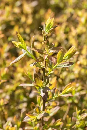 Vaccinium corymbosum 'Elisabeth' - P9 - image 4
