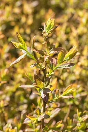 Vaccinium corymbosum 'Elisabeth' - 40-50 CM C5 - image 3