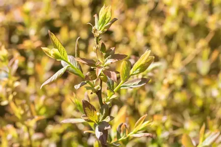 Vaccinium corymbosum 'Elisabeth' - P9 - image 3
