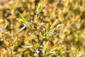 Vaccinium corymbosum 'Elisabeth' - P9 - image 3