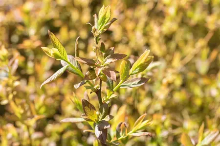 Vaccinium corymbosum 'Elisabeth' - 40-50 CM C5 - image 2