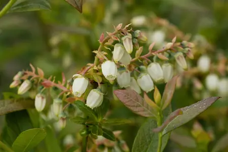 Vaccinium corymbosum 'Elisabeth' - 40-50 CM C5 - image 5