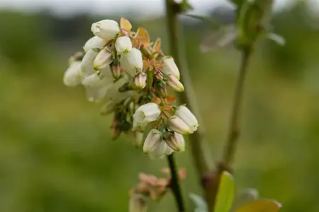 Vaccinium corymbosum 'Elisabeth' - P9 - image 5