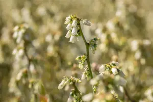 Vaccinium corymbosum 'Little Blue Wonder'? - 3 Ltr pot - image 2