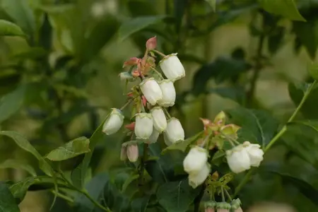 Vaccinium corymbosum 'Meader' - P9 - image 3