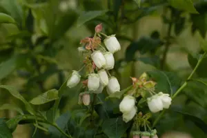 Vaccinium corymbosum 'Meader' - P9 - image 3