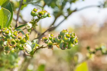 Vaccinium corymbosum 'Meader' - P9 - image 4