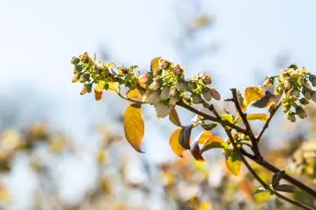 Vaccinium corymbosum 'Meader' - P9 - image 2