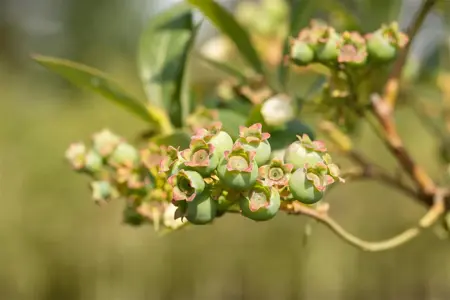 Vaccinium corymbosum 'Meader' - P9 - image 5
