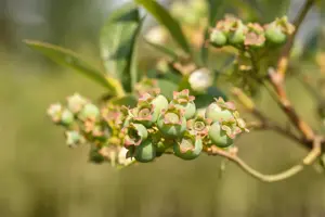 Vaccinium corymbosum 'Meader' - P9 - image 5