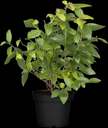 Vaccinium corymbosum 'North Country' - 2 Ltr, 3 canes - image 4