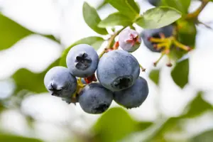 Vaccinium corymbosum 'North Country'