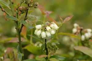 Vaccinium corymbosum 'North Country' - 2 Ltr, 3 canes - image 5
