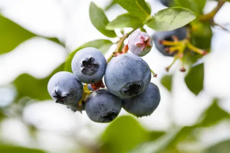 Vaccinium corymbosum 'North Country' - P9 + cane - image 1