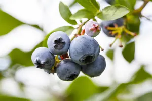 Vaccinium corymbosum 'North Country' - P9 + cane - image 1