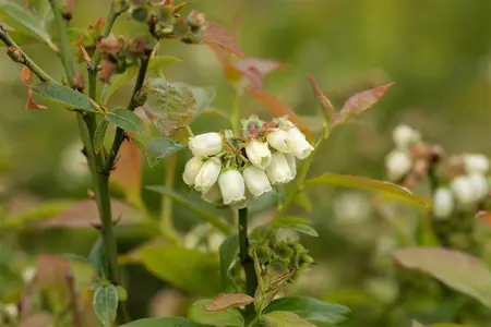 Vaccinium corymbosum 'North Country' - P9 + cane - image 2