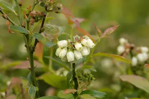Vaccinium corymbosum 'North Country' - P9 + cane - image 2