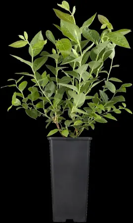 Vaccinium corymbosum 'North Country' - 2 Ltr, 3 canes - image 3