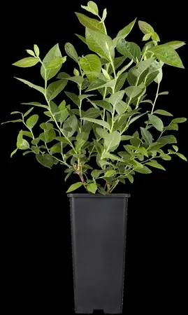 Vaccinium corymbosum 'North Country' - 30-40 CM C3 - image 3