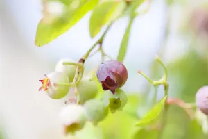Vaccinium corymbosum 'Pink Blueberry' - 2 Ltr pot