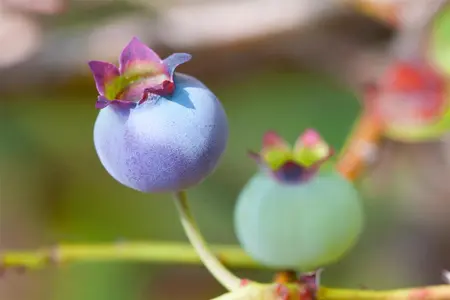 Vaccinium corymbosum 'Pink BonBons'? - 30-40 CM C3 - image 2
