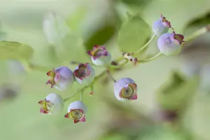 Vaccinium corymbosum 'Pioneer' - P9 + cane - image 1