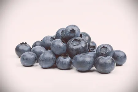 Vaccinium corymbosum 'Pioneer' - P9 + cane - image 3