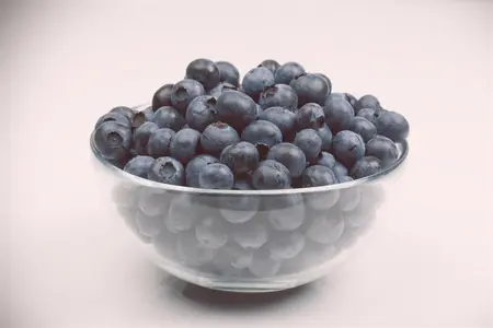 Vaccinium corymbosum 'Pioneer' - P9 + cane - image 5