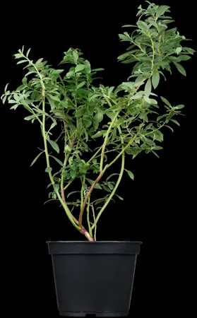 Vaccinium corymbosum 'Reka' - 3 Ltr pot - image 1