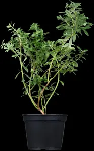 Vaccinium corymbosum 'Reka'