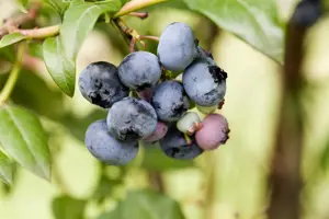Vaccinium corymbosum 'Sierra'