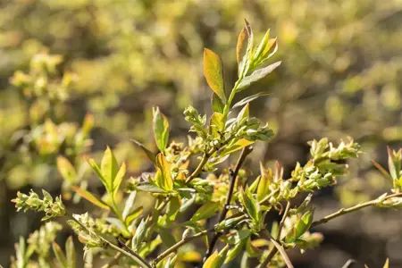 Vaccinium corymbosum 'Sierra' - P9 - image 2