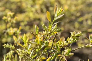 Vaccinium corymbosum 'Sierra' - P9 - image 2